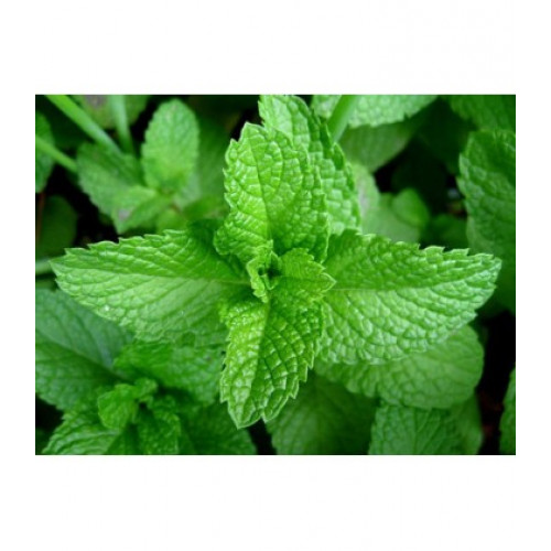 SPEARMINT