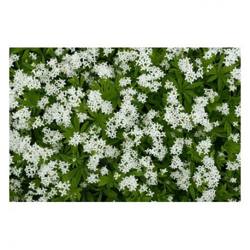 Sweet Woodruff